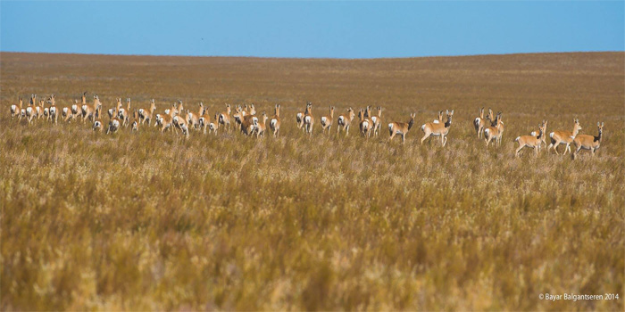 Dornod Mongolia Steppe